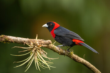 Crimson-collared tanager (Ramphocelus sanguinolentus). Bird perched on a mossy branch in tropical rainforest. Vibrant red and black plumage contrasts with the lush green background.