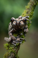 Crowned tree frog (Anotheca spinosa). Frog clinging to a mossy branch in a dense rainforest. Lush green foliage in the background enhances the frog's unique texture and camouflage. 
