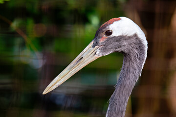 Red-crowned Crane (Grus japonensis) – Native to East Asia’s wetlands, a symbol of longevity and luck.