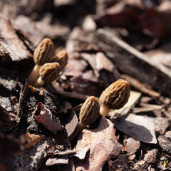 True morel mushroom -  delicious spring fungus, edible delicacy from the garden and woodland.