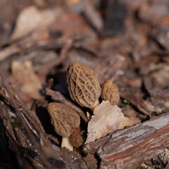 True morel mushroom -  delicious spring fungus, edible delicacy from the garden and woodland.