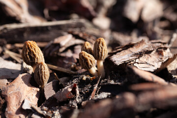 True morel mushroom -  delicious spring fungus, edible delicacy from the garden and woodland.