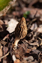 True morel mushroom -  delicious spring fungus, edible delicacy from the garden and woodland.