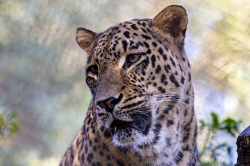 Persian Leopard (Panthera pardus tulliana) – Native to Iran’s mountains and forests, endangered species.