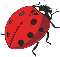 ladybird vector illustration