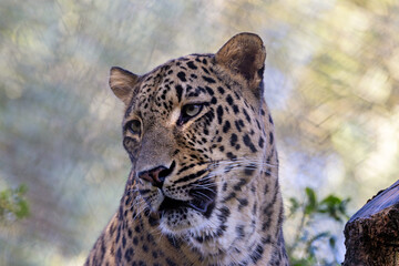 Persian Leopard (Panthera pardus tulliana) – Native to Iran’s mountains and forests, endangered species.