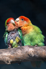 Rosy-faced Lovebird (Agapornis roseicollis) – Native to arid regions of southwestern Africa.
