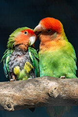 Rosy-faced Lovebird (Agapornis roseicollis) – Native to arid regions of southwestern Africa.