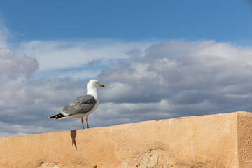 Seagull on stone wall against cloudy blue sky background