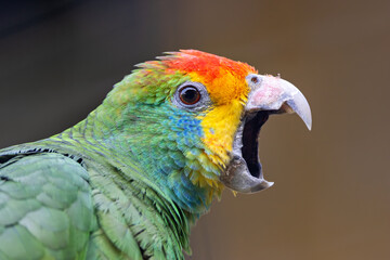 Red-browed Amazon (Amazona rhodocorytha) - Endemic to Brazil's Atlantic forests, near extinction