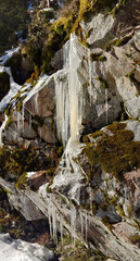 Icicles in the forest