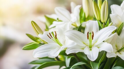 Fototapeta premium A close-up view of white lilies in full bloom, showcasing their delicate petals and vibrant green leaves in a soft, natural setting