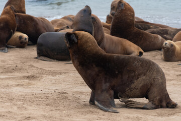 Sea lions resting on the shore.