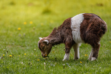 Portrait of brown and white kid. Young goad grazing on flowered meadow. Domestic animal at farm. Goat is typical animal bred in countryside. Ecological organic farming. Spring in nature. Easter time.