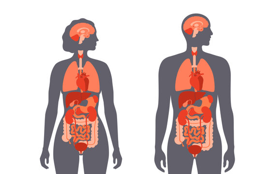 Human internal organs