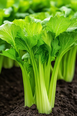 Obraz premium Celery plants flourish in a vibrant, pesticide-free garden, with lush green stalks and leaves creating a lively, healthy atmosphere, thriving amidst rich soil
