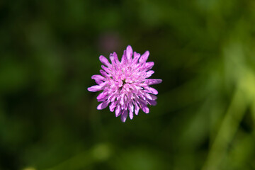 vista macro dettagliata frontale di un piccolo fiore color rosa