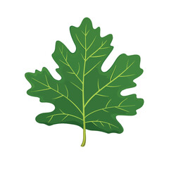 Fototapeta premium Vibrant Flat Green Leaves Collection with Leaf of Marple Oak Illustration