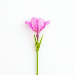 Fototapeta premium A stunning pink iris blooms beautifully, standing out against a crisp white backdrop, adding elegance and charm.