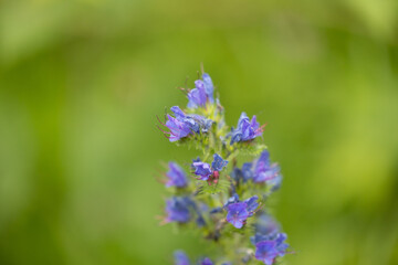 vista macro di una pianta con tanti piccoli fiori viola su sfondo sfuocato color verde