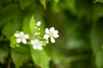 vista macro di piccoli fiori dai petali bianchi di una pianta selvatica, in un ambiente naturale, di giorno, in estate