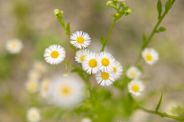 vista macro da sopra di una pianta con vari piccoli fiori dai petali bianchi in estate