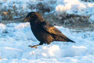 Common raven in the winter