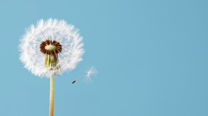Experience the delicate beauty of a dandelions fluff, capturing natures intricate details in a stunning macro shot.