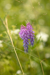 vista macro in verticale di alcuni fiori dalle sfumature di colore rosa e viola in un campo naturale d'erba in estate