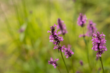 vista macro di vari fiori selvatici di color rosa-magenta in un campo verde e naturale, di giorno, in estate