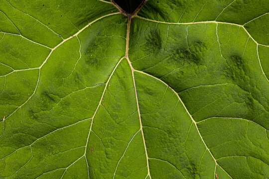 vista ultra-macro della superficie di colore verde e delle venature di una grande foglia di una pianta selvatica, in italia, in estate