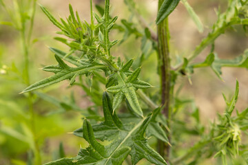vista macro di foglie di colore verde, appuntite e con spine, di una pianta selvatica, in un ambiente naturale, di giorno, in estate