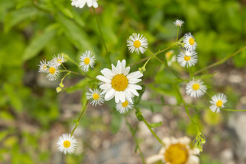 macro panoramica dall'alto su varie piante selvatiche con piccoli e grandi fiori dai petali...