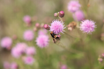 vista macro di un insetto giallo e nero su un fiore rosa, di giorno, in estate, all'aperto, in un ambiente naturale