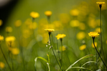 vista macro frontale di vari fiori gialli selvatici in un campo erboso, di giorno, in estate