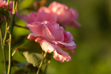 vista macro di bellissime rose di color rosa completamente mature