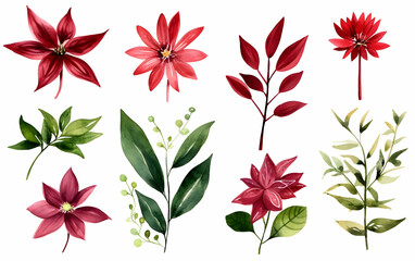 Various red and green botanical elements arranged artistically on a white background showcasing the beauty of plant life and floral designs