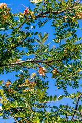 Caesalpinia spinosa pertenece a la familia Fabaceae.