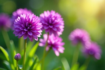 Obraz premium Close-up shot of vibrant purple allium flowers in abstract formation, formation, purple