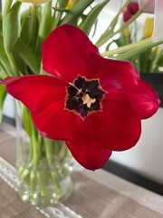 Spring red tulips in a vase close up
