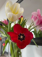 Red Spring tulips in a vase macro