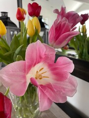 Spring tulips in a vase close up