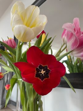 Red Spring tulips in a vase macro