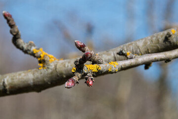 Apple flower apical buds on fruiting twigs, close-up.The main branch of the fruit tree is horizontal. The blurred background is a leafless garden under a blue sky. Bright sunlight on a spring day