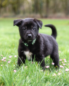 Portrait of an adorable puppy dog in spring