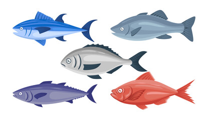 Fish illustration vector collection. Cartoon fish vector set icon. Vector illustration icon fish food on white background. Raw sea animal gourmet food products set