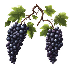 Obraz premium Grapevines Isolated Vector Illustration 988ccefa