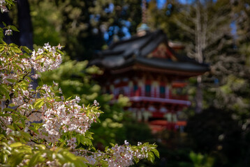 Sakura cherry blossom, San Francisco Golden Gate Park Japanese Tea Garden pagoda