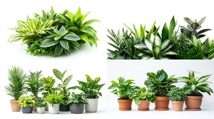Collection of potted houseplants.
