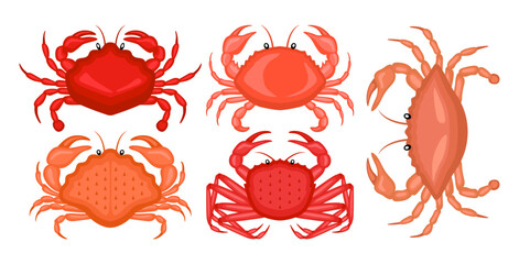Crabs illustration vector bundle. Cartoon crabs vector set icon. Vector illustration icon crabs on white background. Raw sea animal gourmet food products set